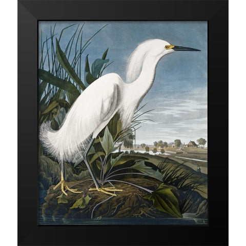 Snowy Heron Black Modern Wood Framed Art Print by Audubon, John James