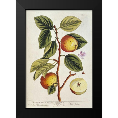 Apple Tree Black Modern Wood Framed Art Print by Blackwell, Elizabeth