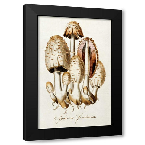 Egg Mushroom Black Modern Wood Framed Art Print by Curtis, William