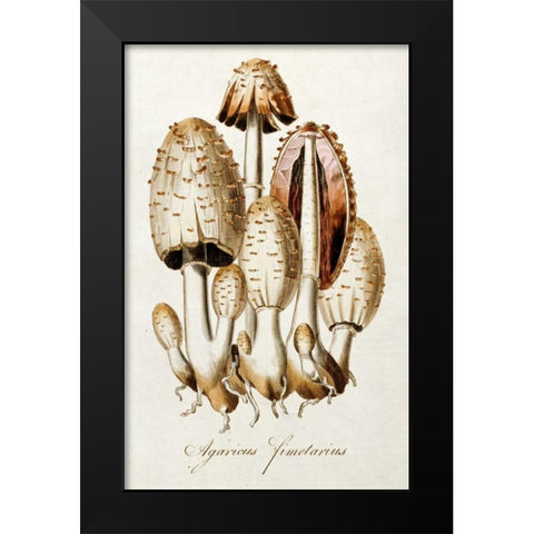 Egg Mushroom Black Modern Wood Framed Art Print by Curtis, William