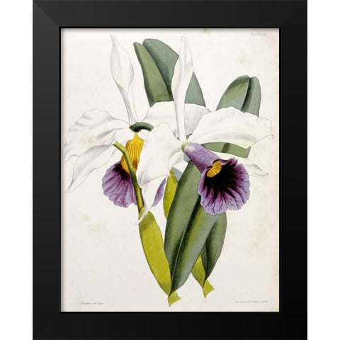 Lily Black Modern Wood Framed Art Print by Curtis, William