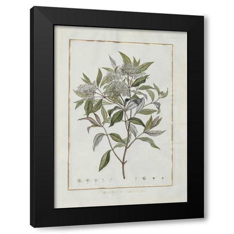 Cornus Black Modern Wood Framed Art Print with Double Matting by Lheritier De Brutelle, Charles-Louis
