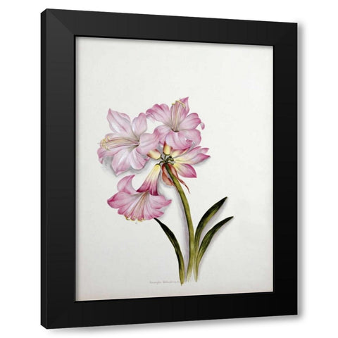 Amaryllis Belladonna Black Modern Wood Framed Art Print by Dixie, Ethel May
