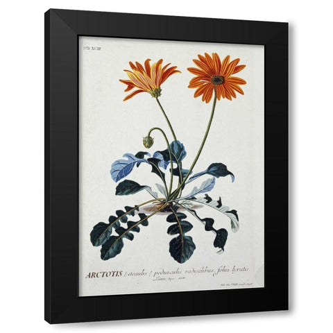 African Daisy Black Modern Wood Framed Art Print with Double Matting by Ehret, George Dionysius