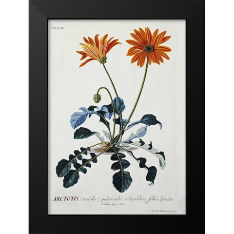 African Daisy Black Modern Wood Framed Art Print by Ehret, George Dionysius