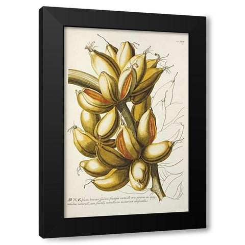 Musae Black Modern Wood Framed Art Print with Double Matting by Ehret, Georg Dionysius