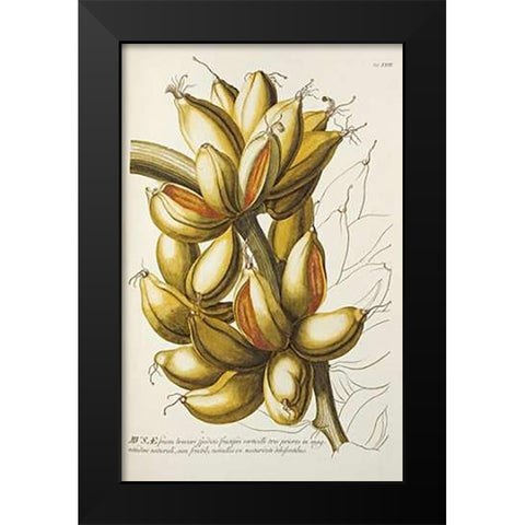 Musae Black Modern Wood Framed Art Print by Ehret, Georg Dionysius