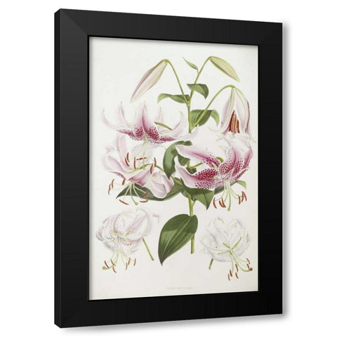 A Monograph of The Genus Lilium Black Modern Wood Framed Art Print with Double Matting by Elwes, Henry John