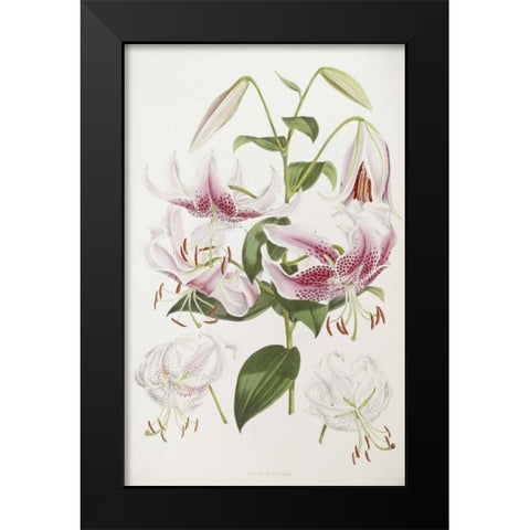 A Monograph of The Genus Lilium Black Modern Wood Framed Art Print by Elwes, Henry John