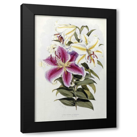 A Monograph of The Genus Lilium Black Modern Wood Framed Art Print with Double Matting by Elwes, Henry John