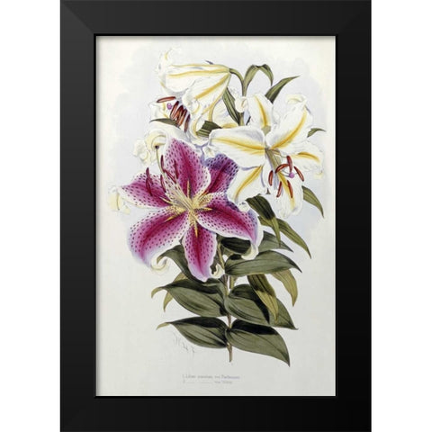 A Monograph of The Genus Lilium Black Modern Wood Framed Art Print by Elwes, Henry John