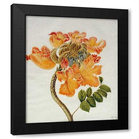 African Tulip Black Modern Wood Framed Art Print with Double Matting by English School