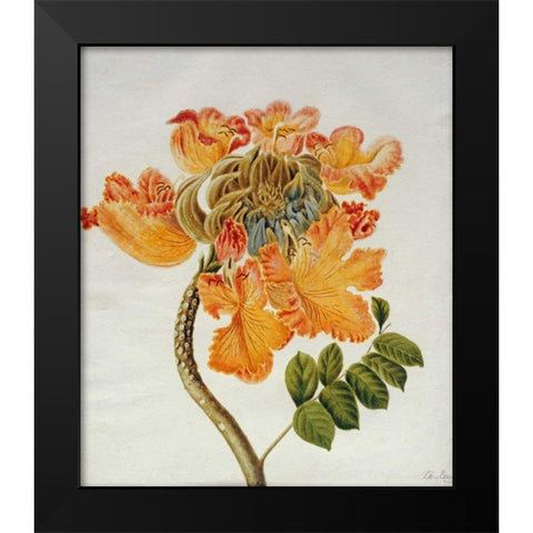 African Tulip Black Modern Wood Framed Art Print by English School