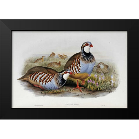 Red Legged Partridges Black Modern Wood Framed Art Print by Glover, John
