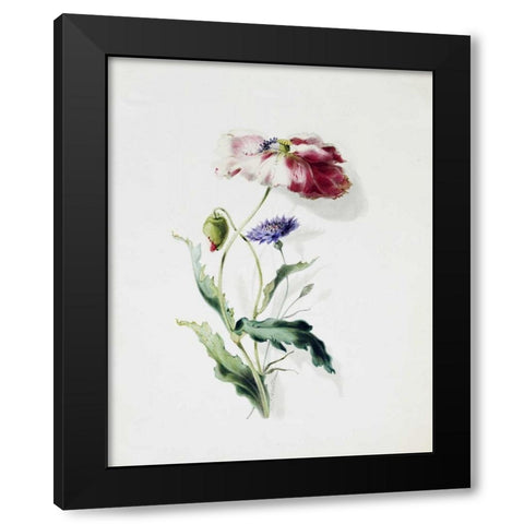 A Scarlet Poppy and a Cornflower Black Modern Wood Framed Art Print with Double Matting by Holland, Thomas