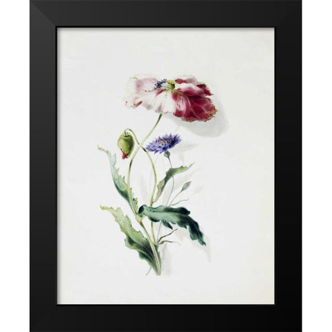 A Scarlet Poppy and a Cornflower Black Modern Wood Framed Art Print by Holland, Thomas