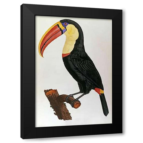 Le Toucan Black Modern Wood Framed Art Print with Double Matting by Le Vaillant, Francois