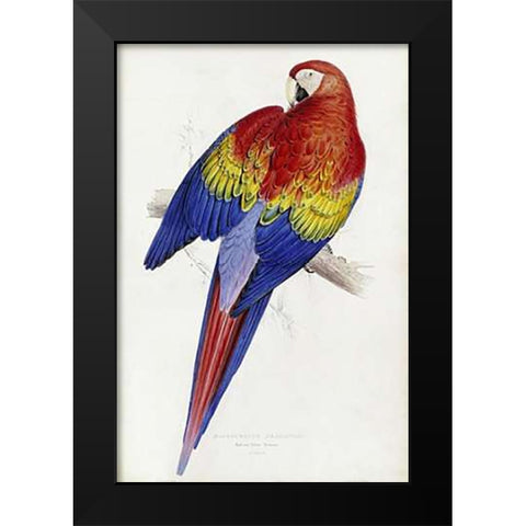 Red and Yellow Maccaw Black Modern Wood Framed Art Print by Lear, Edward