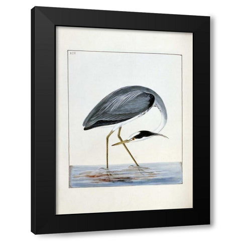 Heron Black Modern Wood Framed Art Print by Lewin, William