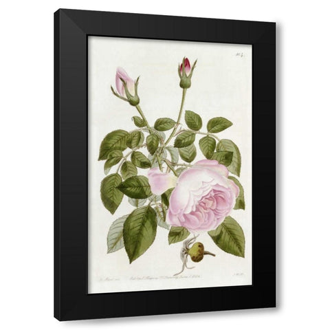 Illustration From The Botanical Register Black Modern Wood Framed Art Print with Double Matting by Lindley, John