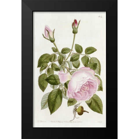 Illustration From The Botanical Register Black Modern Wood Framed Art Print by Lindley, John