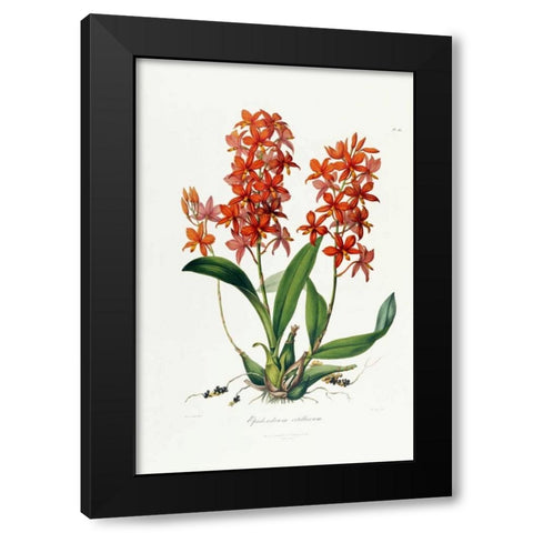 Star Orchid Black Modern Wood Framed Art Print with Double Matting by Lindley, John