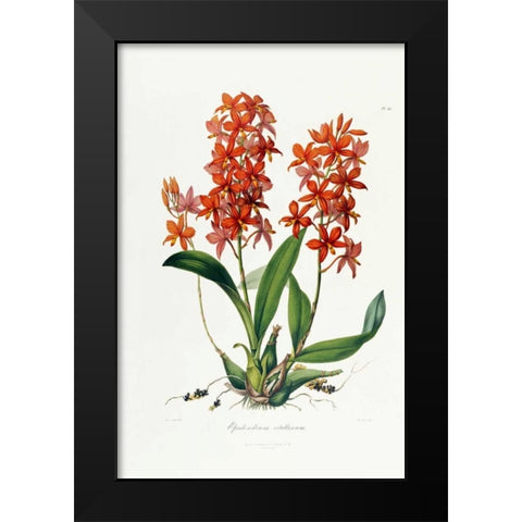 Star Orchid Black Modern Wood Framed Art Print by Lindley, John