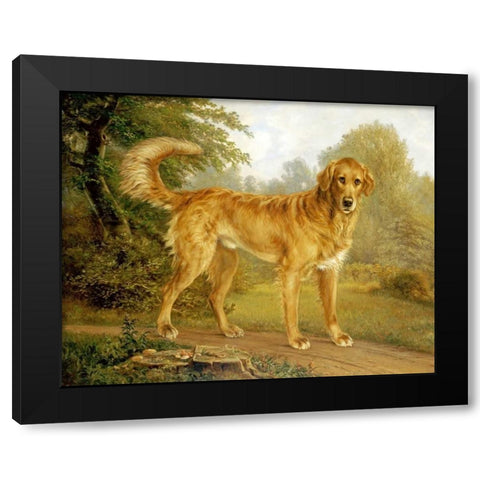 A Golden Retriever On a Path Black Modern Wood Framed Art Print with Double Matting by Lytzen, Niels Aagaard