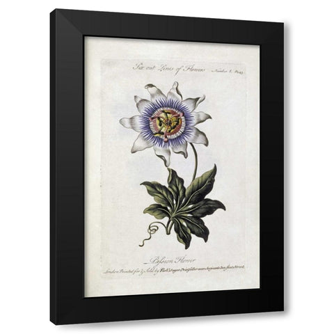 Passion Flower Black Modern Wood Framed Art Print by Parkinson, Thomas