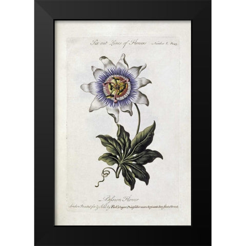 Passion Flower Black Modern Wood Framed Art Print by Parkinson, Thomas