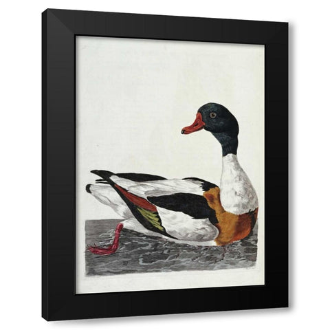 Hand Colored Engraving of a Duck Black Modern Wood Framed Art Print with Double Matting by Pennant, Thomas