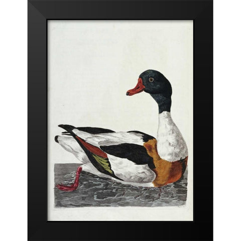 Hand Colored Engraving of a Duck Black Modern Wood Framed Art Print by Pennant, Thomas