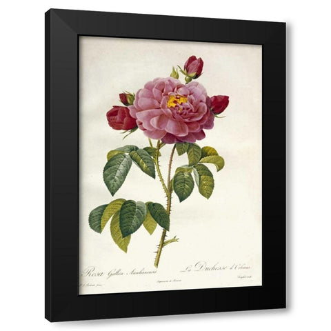 Les Duchess DOrleans Rose Black Modern Wood Framed Art Print by Redoute, Pierre Joseph