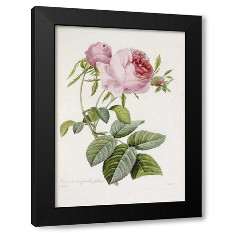 Rose Black Modern Wood Framed Art Print by Redoute, Pierre Joseph