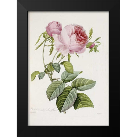 Rose Black Modern Wood Framed Art Print by Redoute, Pierre Joseph