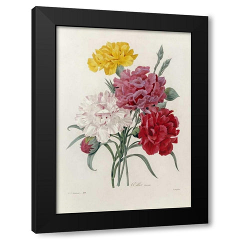 Carnations Black Modern Wood Framed Art Print by Redoute, Pierre Joseph