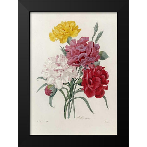 Carnations Black Modern Wood Framed Art Print by Redoute, Pierre Joseph