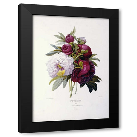 Peonies Black Modern Wood Framed Art Print by Redoute, Pierre Joseph