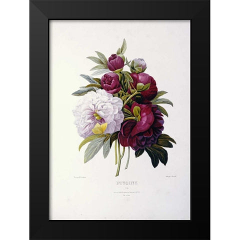 Peonies Black Modern Wood Framed Art Print by Redoute, Pierre Joseph