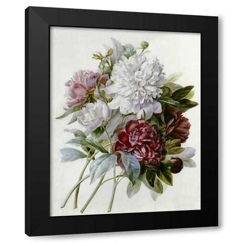 A Bouquet of Red, Pink and White Peonies Black Modern Wood Framed Art Print by Redoute, Pierre Joseph