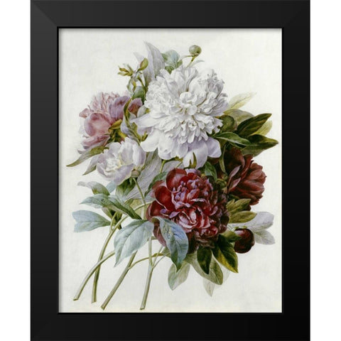 A Bouquet of Red, Pink and White Peonies Black Modern Wood Framed Art Print by Redoute, Pierre Joseph