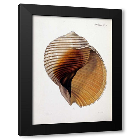 Concholigia Iconica Black Modern Wood Framed Art Print by Reeve, Lovell Augustus