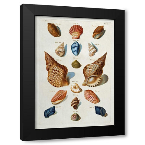 A Selection of Seashells Black Modern Wood Framed Art Print by Regenfuss, Franz Michael