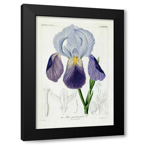 Bearded Iris Black Modern Wood Framed Art Print by Reichenbach, H.G.L.