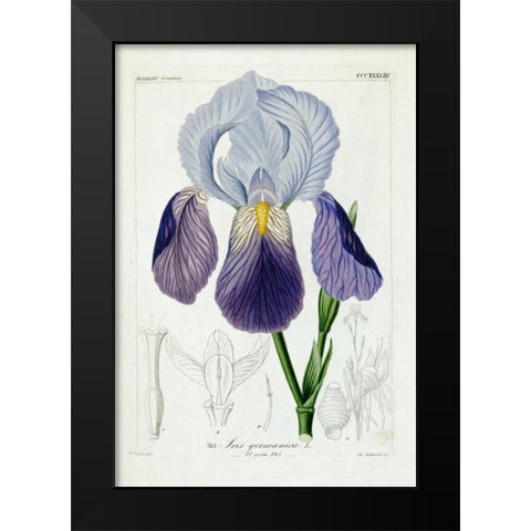 Bearded Iris Black Modern Wood Framed Art Print by Reichenbach, H.G.L.