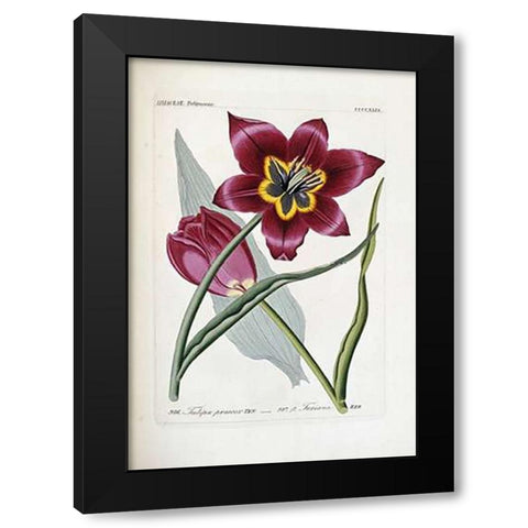 Tulipa Praecox Black Modern Wood Framed Art Print by Reichenbach, H.G.L.