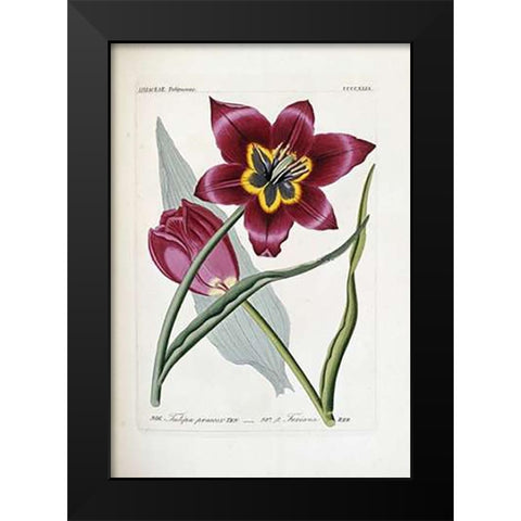 Tulipa Praecox Black Modern Wood Framed Art Print by Reichenbach, H.G.L.