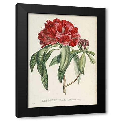 RhododendMaps Arboreum Black Modern Wood Framed Art Print by Reichenbach, H.G.L.