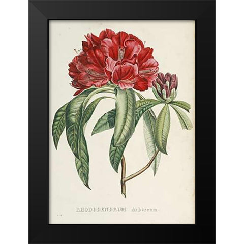RhododendMaps Arboreum Black Modern Wood Framed Art Print by Reichenbach, H.G.L.