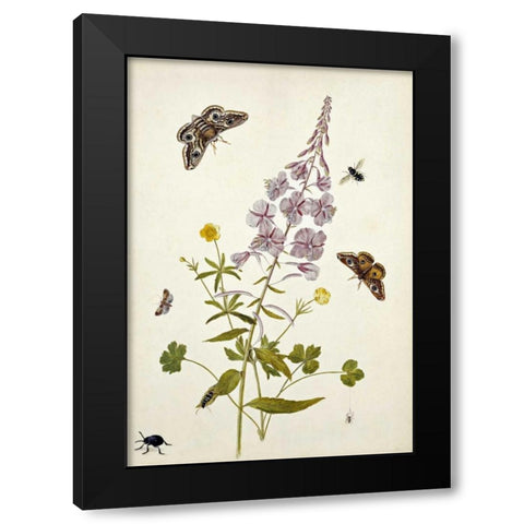Rosebay Willowherb and Buttercups Black Modern Wood Framed Art Print by Robins, Thomas Jr.